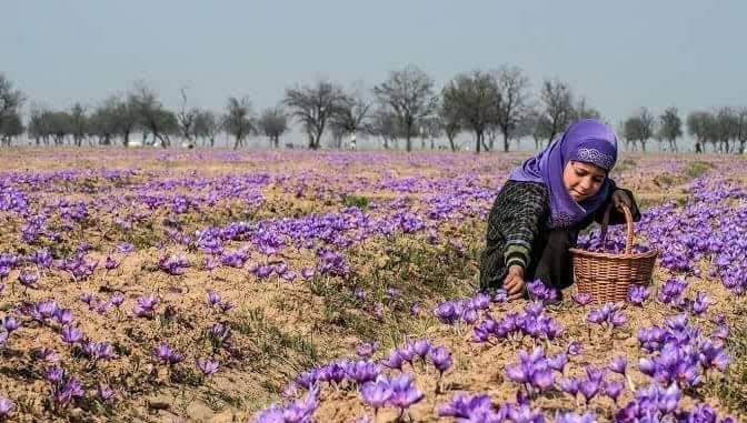 A state-of-the-art tissue-culture lab will be established for large-scale production of quality planting material of these crops A state-of-the-art tissue-culture lab will be established for large-scale production of quality planting material of these crops