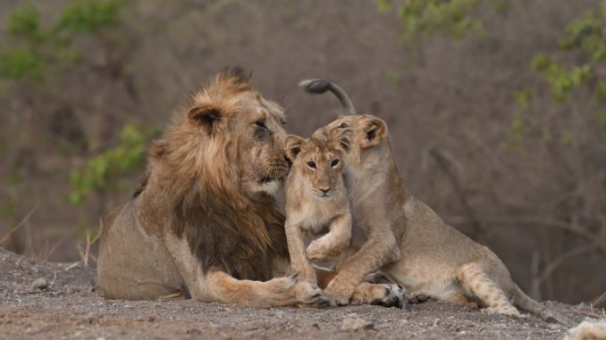 PM expresses happiness over increasing population of the majestic Asiatic Lion PM expresses happiness over increasing population of the majestic Asiatic Lion