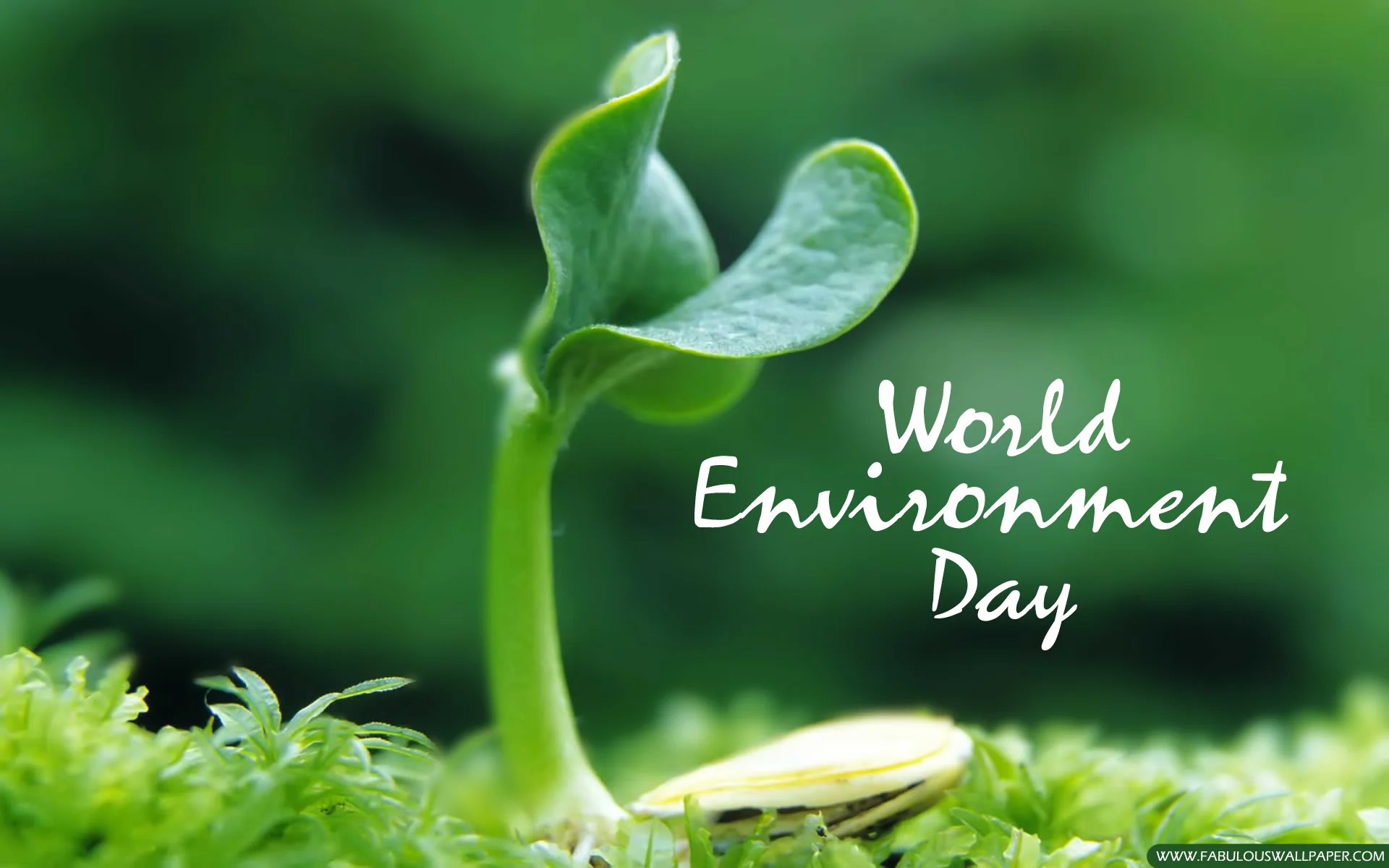 Virtual celebrations of the World Environment Day with focus on Urban Forest