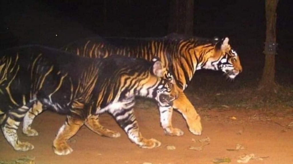 Forest fire contained and controlled in Odisha