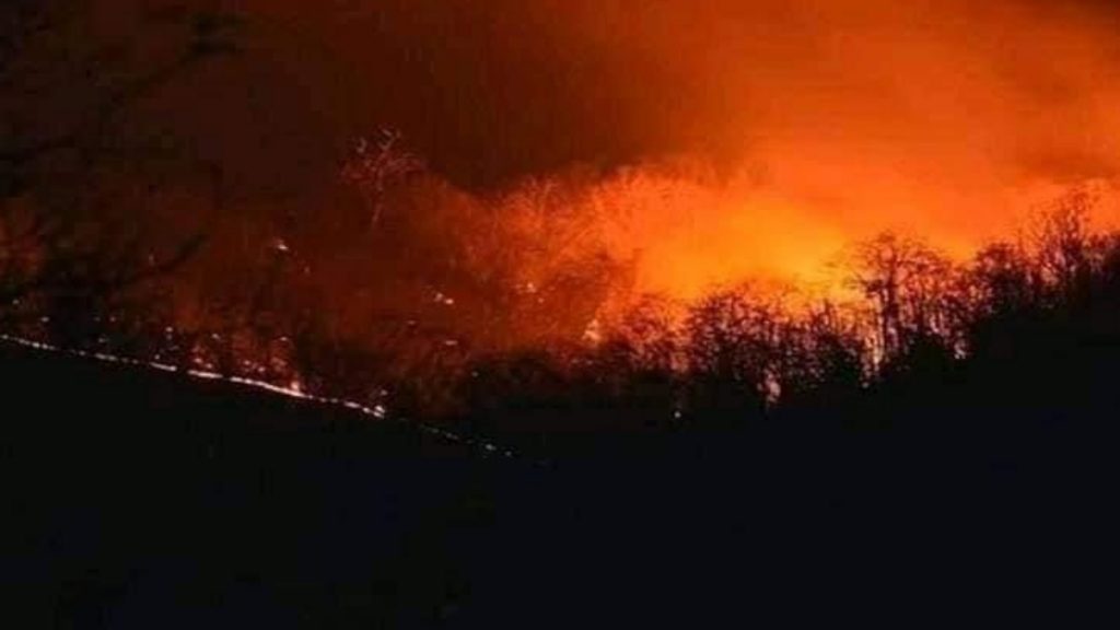 Forest fire contained and controlled in Odisha