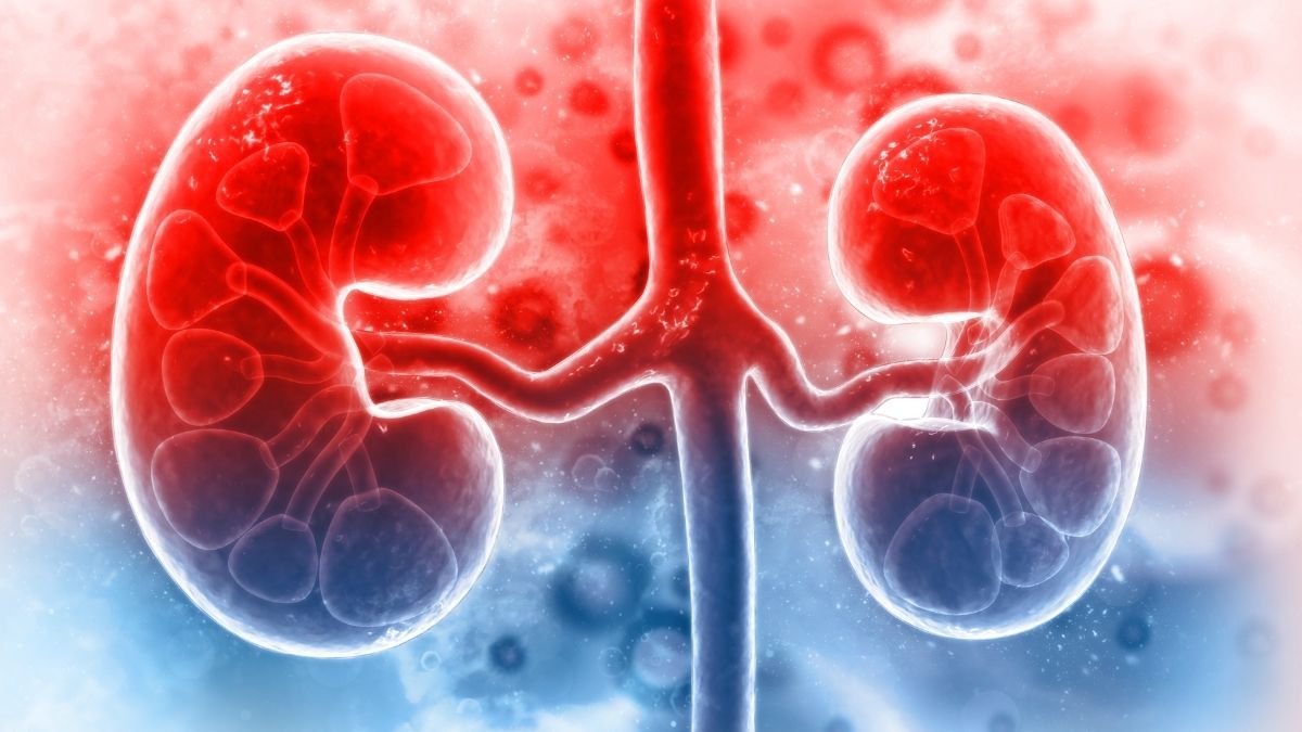 Research shows Lipid droplets help protect kidney cells from damage
