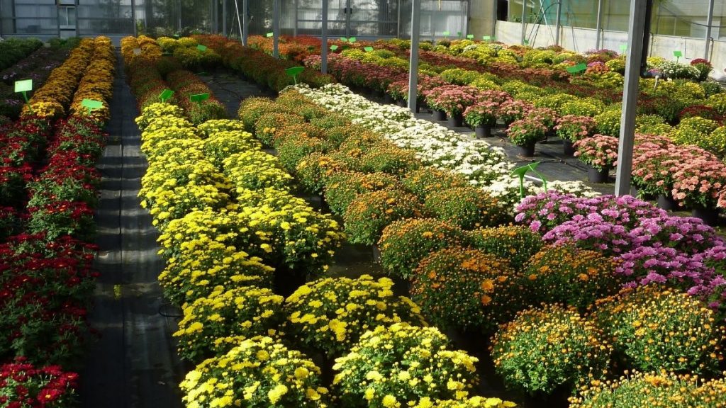 The horticulture sector can play an important role in doubling farmers' income