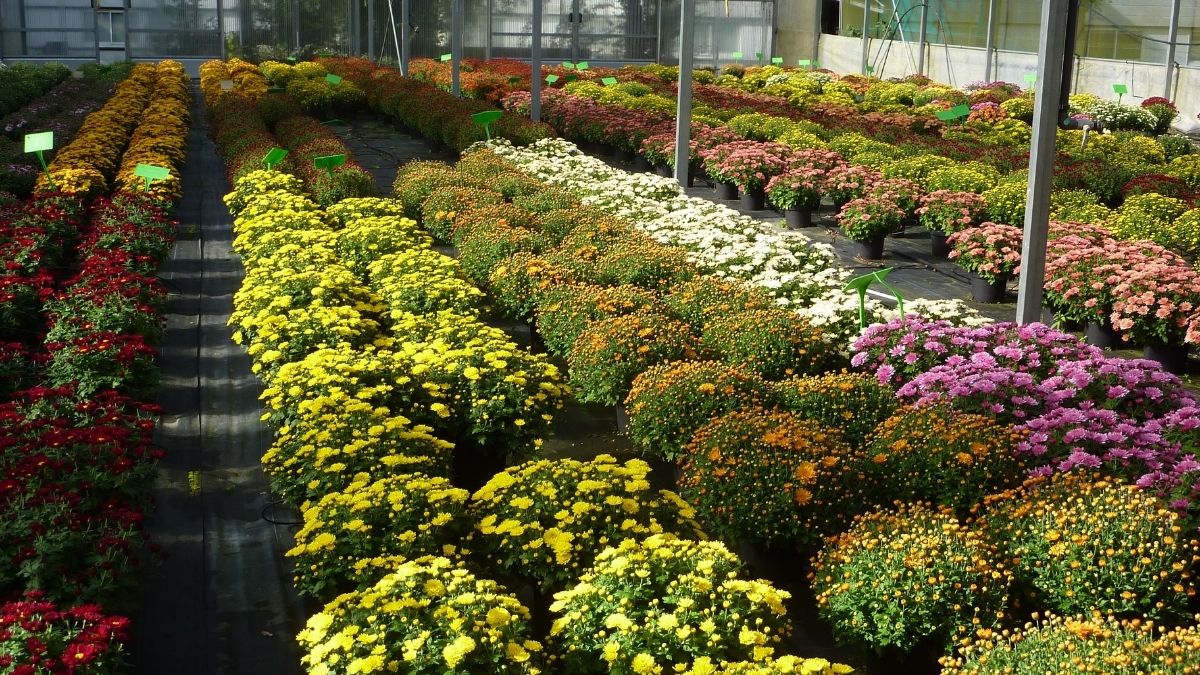 What Is The Horticulture Sector