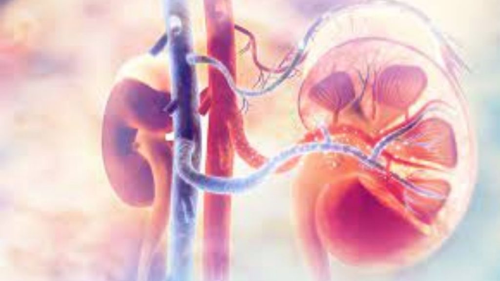 Research shows Lipid droplets help protect kidney cells from damage