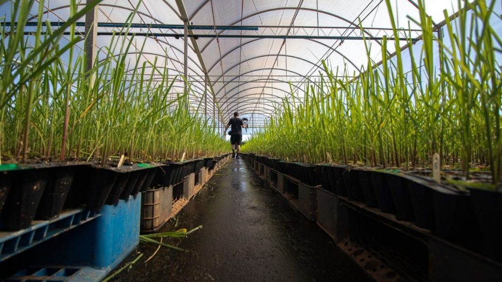 The horticulture sector can play an important role in doubling farmers' income