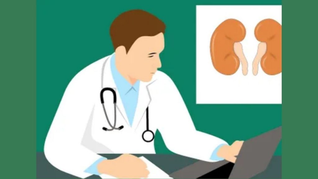 Research shows Lipid droplets help protect kidney cells from damage