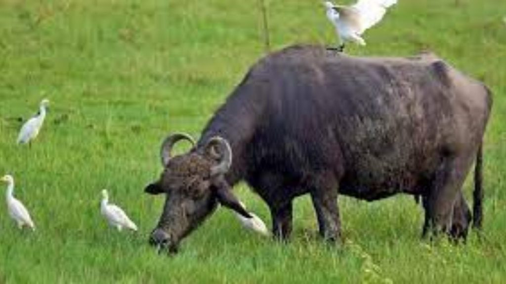Indian origin frozen boneless Buffalo meat is safe, says APEDA