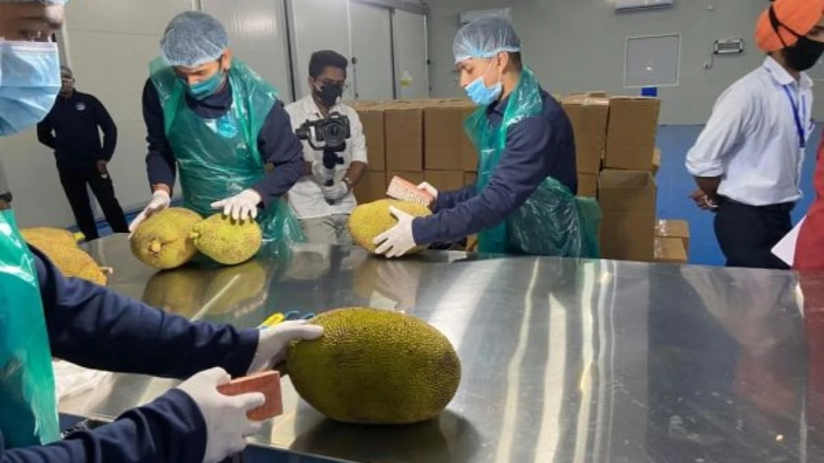 Jackfruits from Tripura exported to London