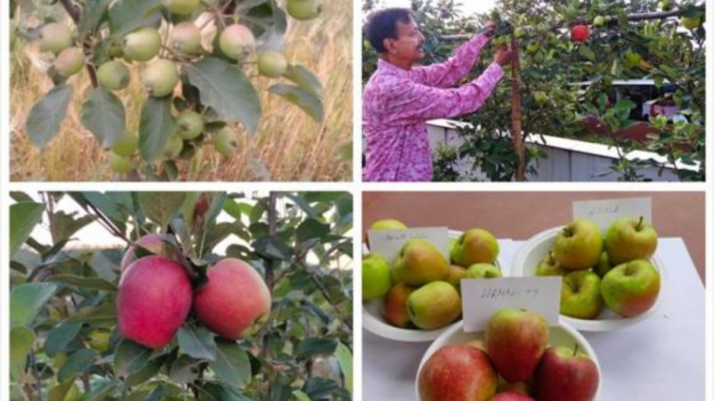Low-chilling apple variety developed by Himachal farmer spreads far & wide
