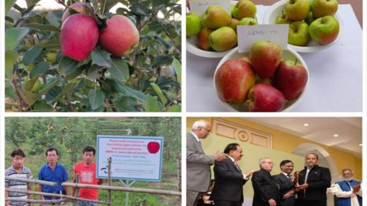 Low-chilling apple variety developed by Himachal farmer spreads far & wide