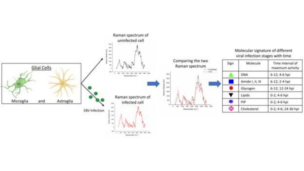 The cancer-causing virus affects the glial cells in the central nervous system: Study by DST supported FIST facility