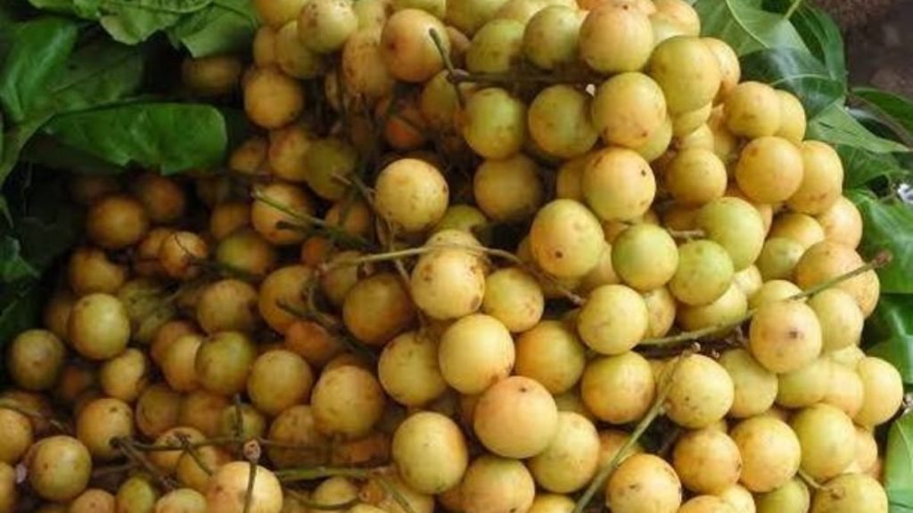 APEDA facilitated exports of Burmese grapes ‘Leteku’ to Dubai 