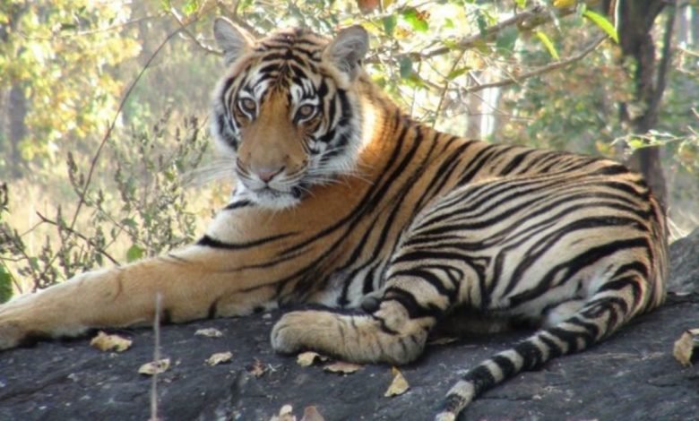 PM greets wildlife lovers on International Tiger Day