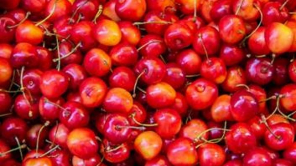 First commercial shipment of Mishri variety of cherries from Kashmir exported to Dubai 