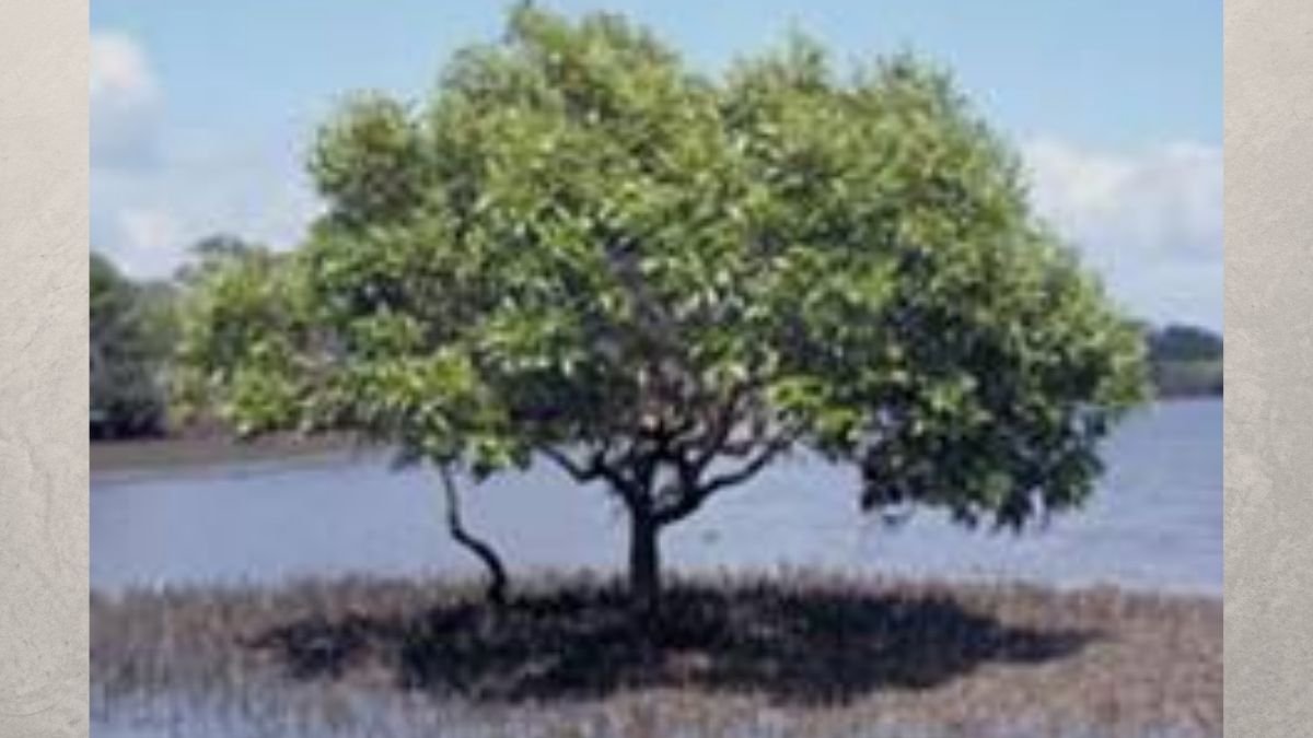 The genome of a Salt-secreting Mangrove Species Decoded by DBT-ILS