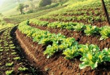 Promoting Organic Farming under Paramparagat Krishi Vikas Yojana (PKVY)