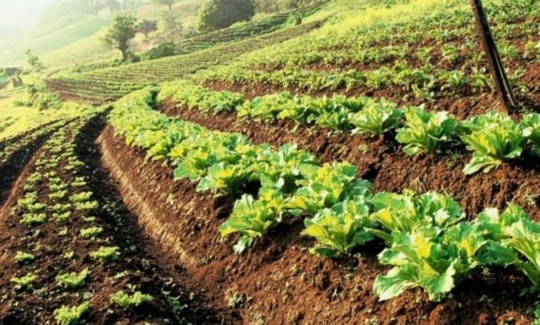 Promoting Organic Farming under Paramparagat Krishi Vikas Yojana (PKVY)