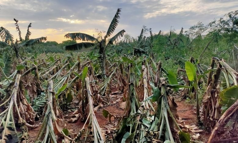 Farmers affected by Cyclone Yaas