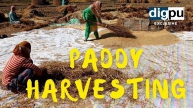 Photo of Watch: Paddy harvesting in Kashmir