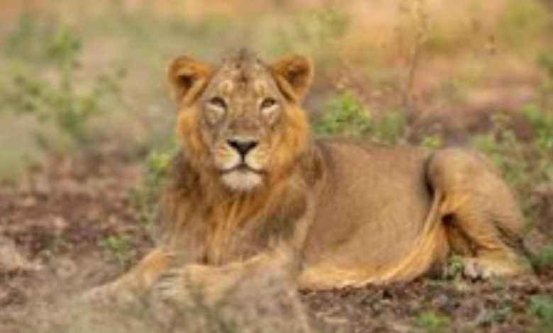 PM greets all those passionate about lion conservation on World Lion Day