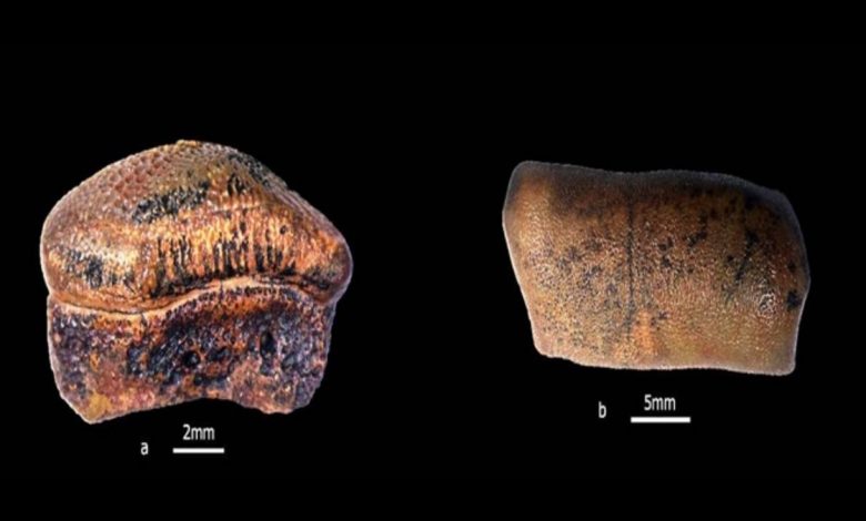 Discovery of New Species of Hybodont Shark From Jurassics of Jaisalmer, Rajasthan