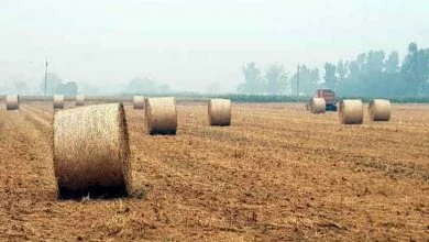 paddy straw generation in Punjab, Haryana and U.P. is expected to come down significantly this year