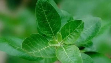 Ministry sets up Expert Group to examine advisory against using Ashwagandha leaves in ASU drugs