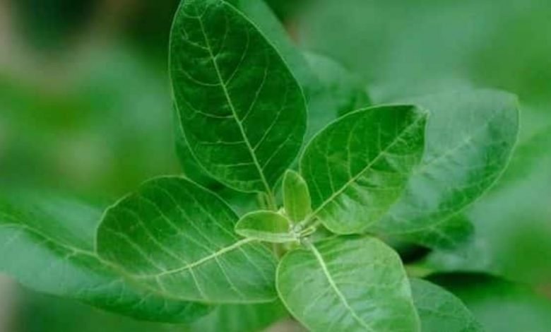 Ministry sets up Expert Group to examine advisory against using Ashwagandha leaves in ASU drugs