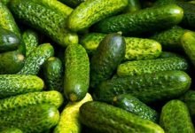Photo of India emerges as the largest exporter of cucumber and gherkins in the world