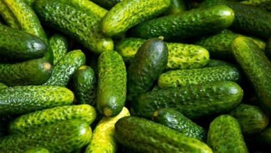 India emerges as the largest exporter of cucumber and gherkins in the world