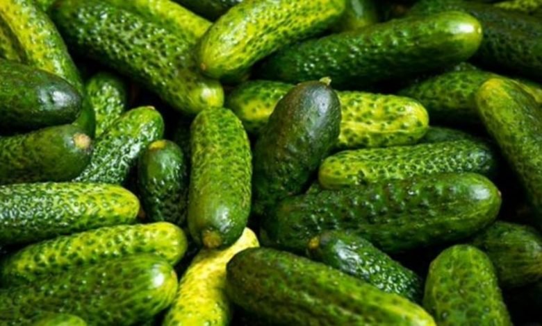 India emerges as the largest exporter of cucumber and gherkins in the world