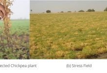 Climate change likely to favour soil-borne plant pathogens for diseases like dry root rot of chickpea in future