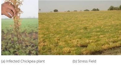Photo of Climate change likely to favour soil-borne plant pathogens for diseases like dry root rot of chickpea in future