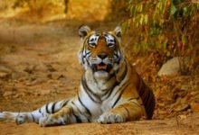 PM lauds the efforts of tiger conservationists on the occasion of International Tiger Day
