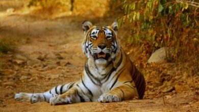 Photo of PM lauds the efforts of tiger conservationists on the occasion of International Tiger Day