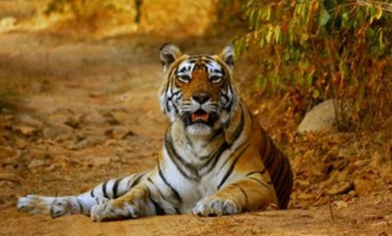 PM lauds the efforts of tiger conservationists on the occasion of International Tiger Day