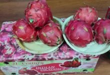 Buyer Seller Meet organised by APEDA, Ministry of Commerce and Industry, to promote Dragon Fruit export