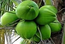 Gujarat State Center of Coconut Development Board to be inaugurated on World Coconut Day