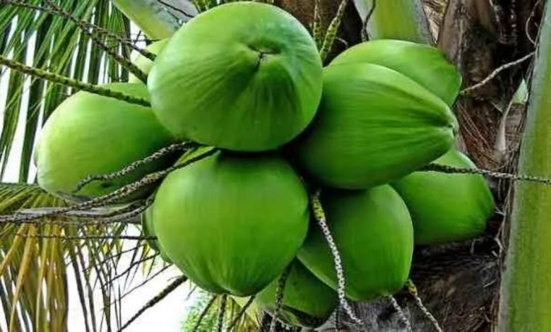 Gujarat State Center of Coconut Development Board to be inaugurated on World Coconut Day