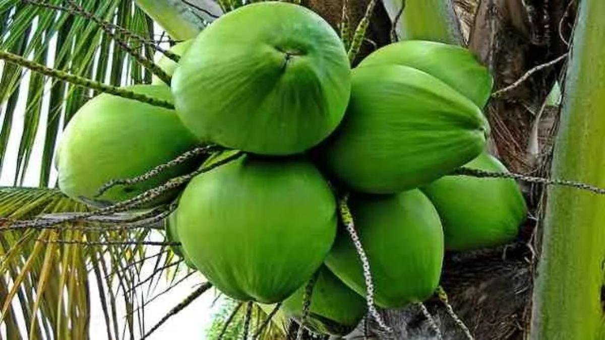 Will address coconut farmers' concerns: Union Minister