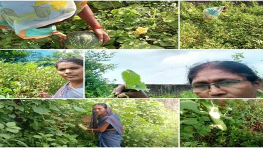 Poshan Vatikas or Nutri- gardens are being set up across the country to provide easy and affordable access to fruits, vegetables, medicinal plants and herbs