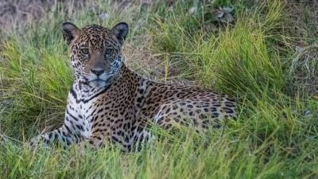 International Jaguar Day celebrated at National Zoological Park