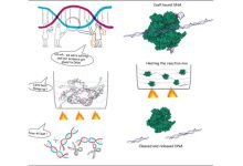 CRISPR gene editing is possible in temperature-sensitive organisms, plants and crop varieties