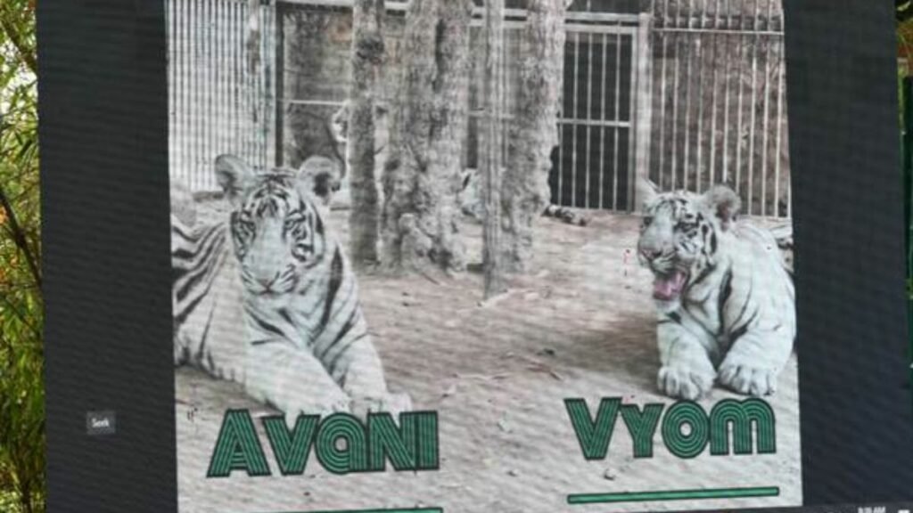 Shri Bhupender Yadav  releases white tiger cubs in the arena of white tiger enclosure in National Zoological Park, New Delhi