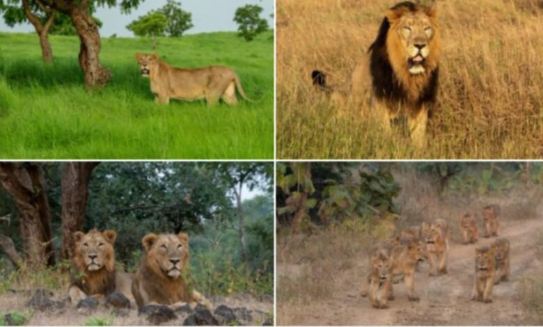 PM lauds all those working towards protecting the habitat of lions on the occasion of World Lion Day