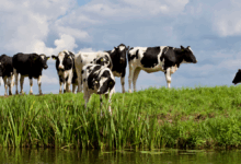 Rashtriya Gokul Mission and Livestock Development in Jharkhand