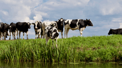Rashtriya Gokul Mission and Livestock Development in Jharkhand