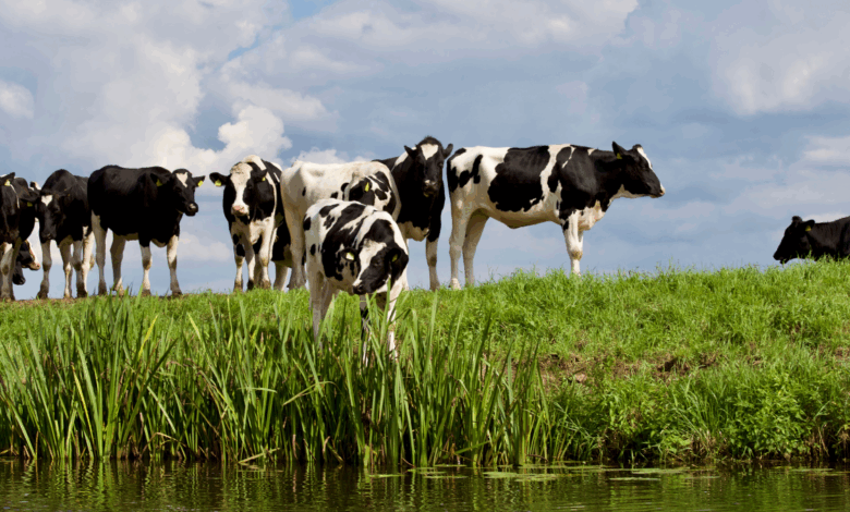Rashtriya Gokul Mission and Livestock Development in Jharkhand