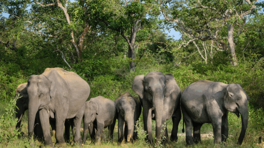 World Elephant Day 2025 to be Celebrated in Coimbatore,Tamil Nadu on August 12